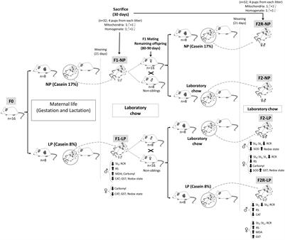 Maternal Protein Restriction in Two Successive Generations Impairs Mitochondrial Electron Coupling in the Progeny’s Brainstem of Wistar Rats From Both Sexes